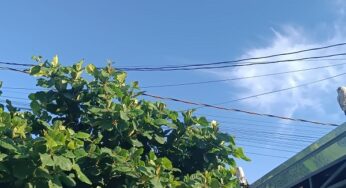 Quinta com céu limpo e máxima de 28ºC em Assis Chateaubriand; Veja a previsão do tempo completa