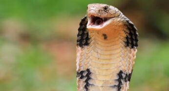 Bebê de um ano mata cobra a mordidas na Índia após réptil se enrolar em suas mãos