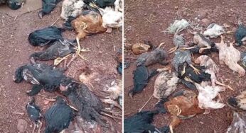 Cães atacam galinhas e deixam prejuízo para agricultor em Bragantina