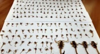 Casa registra infestação de quase 300 escorpiões em uma semana e família vive sob medo
