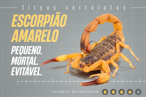 Estado lança campanha para reforçar cuidados e prevenir picadas de escorpiões