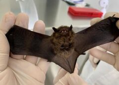 Calor intensifica presença de morcegos e Saúde alerta para cuidados com a raiva