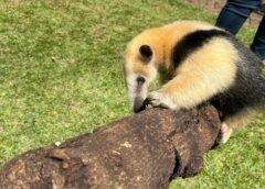 Zoo de Cascavel recebe três filhotes resgatados e prepara novidade para visitantes