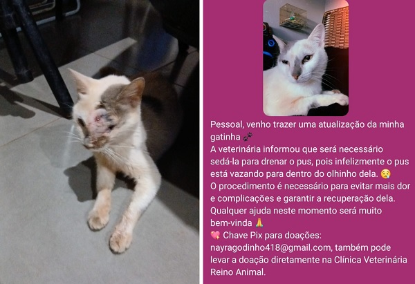 Dona de gatinha pede ajuda para custos de tratamento em Assis Chateaubriand