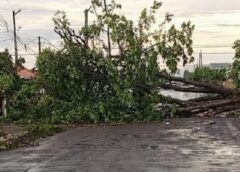 Vídeo: Vento forte derruba árvore e causa destelhamento em Maripá na tarde de quarta-feira (18)