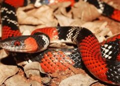 Jovem acorda para ir ao banheiro e é picado por cobra dentro de casa