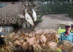 FAEP cobra ações da Copel após falhas de energia com prejuízos milionários no campo