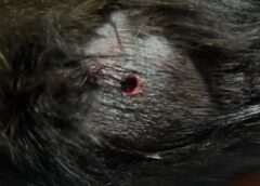 Homem é indiciado após atirar e ferir gata com espingarda de chumbinho em Toledo