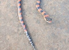 Moradora de Assis Chateaubriand encontra cobras e escorpiões