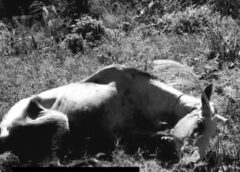 Vídeo: Égua é encontrada em situação extrema de maus-tratos e responsável é preso em flagrante pela PCPR