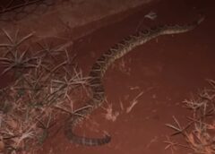 Vídeo: Empresária encontra cobra cascavel no quintal de casa e leva susto ao sair para apreciar a lua em Assis Chateaubriand