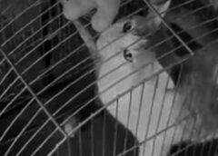 Gato é resgatado após ser preso em gaiola em Assis Chateaubriand