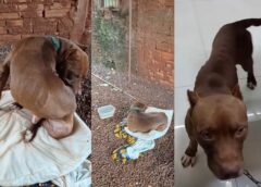 PCPR prende duas mulheres por maus-tratos a animal em Assis Chateaubriand