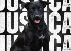 ‘Queria assustar’, diz bombeiro que matou cão a tiros em Goiânia; comunidade se mobiliza