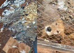 Operação flagra descarte irregular de agrotóxicos e maus-tratos a animais em Quarto Centenário