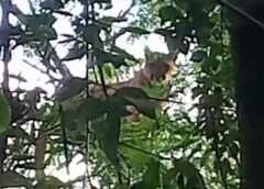 Onça-parda é vista em árvore de sítio no Oeste do Paraná