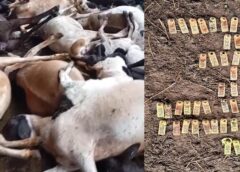 Vídeo: Ataque de onça deixa 34 ovelhas mortas em comunidade rural de Assis Chateaubriand