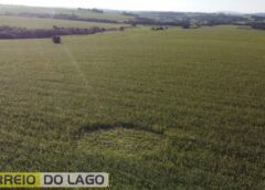 Círculo misterioso surge em lavoura de milho e intriga moradores de Moreninha, interior de Santa Helena