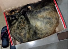 Morador denuncia suposto envenenamento de gatos em Jesuítas e faz alerta à população