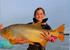 Menina de 7 anos quebra recorde nacional ao pescar dourado gigante no Rio Paraná; vídeo