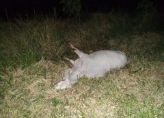 Carro e caminhão atingem bois soltos na pista entre São José das Palmeiras e Ouro Verde do Oeste