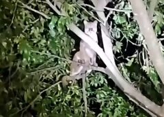 Vídeo flagra onça-parda em árvore e surpreende moradores às margens do Lago de Itaipu