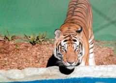 Zoológico de Cascavel amplia dias de visitação durante férias escolares