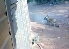 Onça-parda volta a ser vista em comunidade rural de Assis Chateaubriand e preocupa moradores