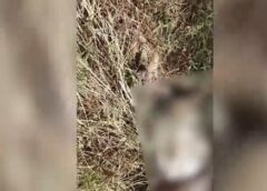 Onça-parda ataca animais em propriedade rural de Toledo
